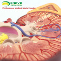 KIDNEY02(12431) Oversize Plastic Kidney with Stand 3 Time Enlarge Life Size Medical Anatomy